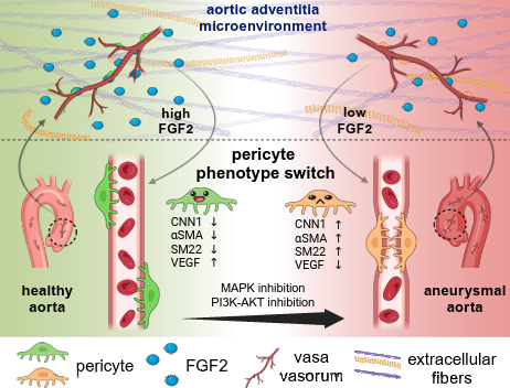 ajpheartcirc's tweet photo. Two great teams out of Pitt have an insightful #ArticleinPress for you! Deficiency of Fibroblast Growth Factor 2 Promotes Contractile #Phenotype of Pericytes in Ascending #Thoracic Aortic Aneurysm (Weijian Huang et al. @UPMC_CTSurgery @PittEngineering):
https://t.co/Eu4ZqnDUBD https://t.co/gDHrI68kmU