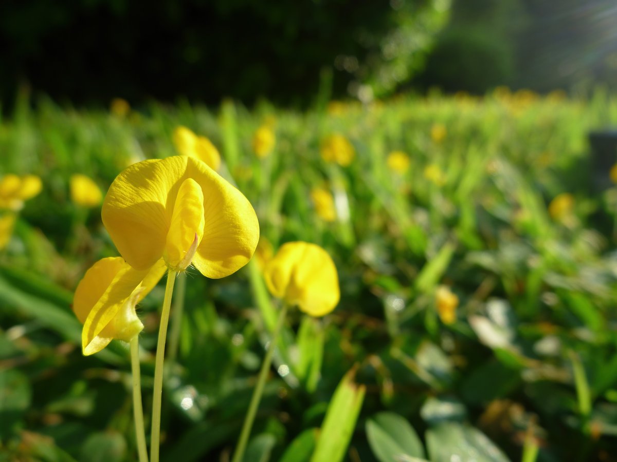 What's a Perennial Peanut or a Sunshine Mimosa? They're not food or drinks, but hearty groundcovers that grow well in Florida. And, since #PascoCounty is still in drought season, you might want to consider drought proofing your landscape. So, one final shout out to April and