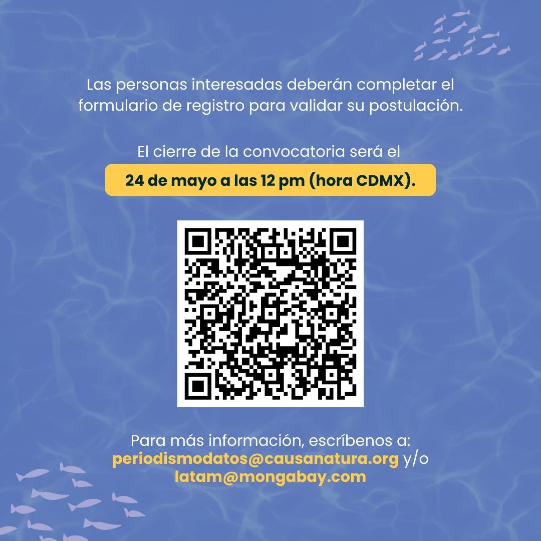 CausaNatura's tweet photo. 🔴  ¡FALTAN POCOS DÍAS!

Aplica al #EncuentroporlosMares 2025, organizado por @MongabayLatam y @CausaNatura, y viaja a #Mérida para especializarte en mares y costas, participar por un apoyo de producción y más.  🌊🦎

¡Tienes hasta el 24 de mayo para aplicar!