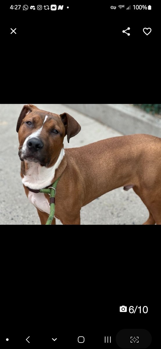 MyBoxerLuvMac1's tweet image. 💔Kamet💔
#NYCACC #225005 6M
▪️KILL COMMAND ❗️ 
▪️#RescueMe

Precious, sweet baby&apos;s💔, in scary shelter!
Beautiful, playful puppy&apos;s of course stressed in tiny cell!
Has CIRDC + deserves loving, adult only, N.East #Foster, 2 decompress.

DM @cathypolicky
Pls #pledge
💞K…