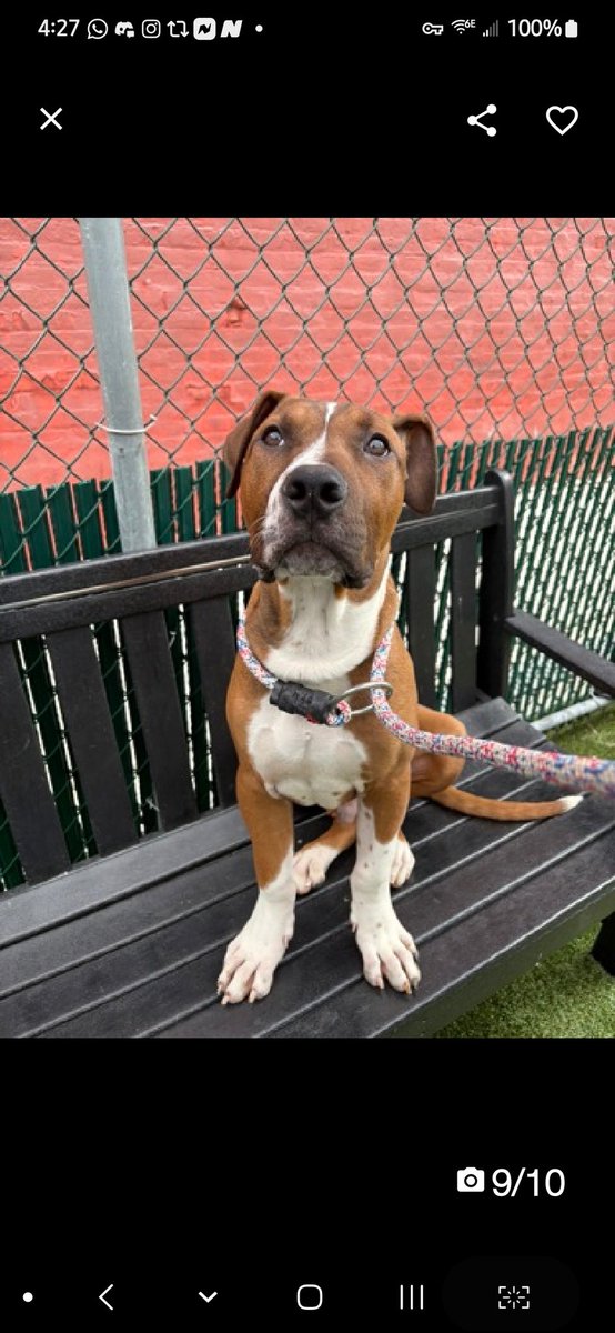 MyBoxerLuvMac1's tweet image. 💔Kamet💔
#NYCACC #225005 6M
▪️KILL COMMAND ❗️ 
▪️#RescueMe

Precious, sweet baby&apos;s💔, in scary shelter!
Beautiful, playful puppy&apos;s of course stressed in tiny cell!
Has CIRDC + deserves loving, adult only, N.East #Foster, 2 decompress.

DM @cathypolicky
Pls #pledge
💞K…