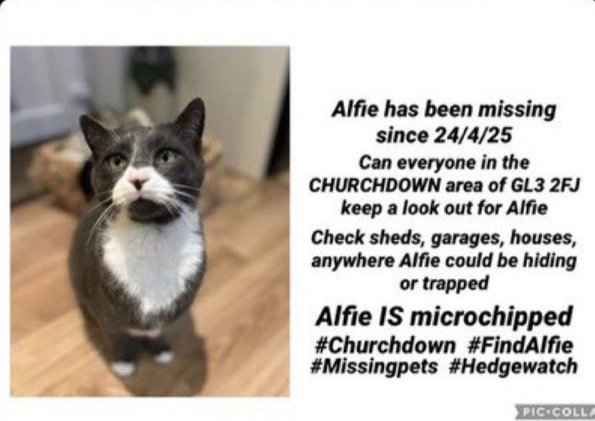 We live in the US, but know that many who see this will be in the UK. His mom and all of his friends want to see him home safe. Be on the lookout, even if it's farther away. Us cats can travel pretty far sometimes.
#Churchdown #FindAlfie #MissingPets #Hedgewatch