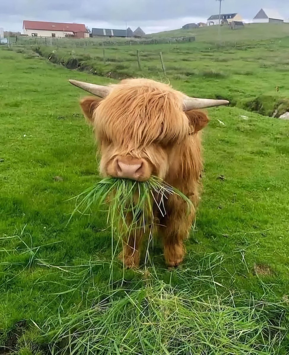 Young Scottish Highland cows — the cutest cows ever!