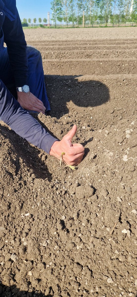 We stoppen de biologische aardappels even mooi onder, zodat de 60 ton mooi in de rug past 😜🤠🥔