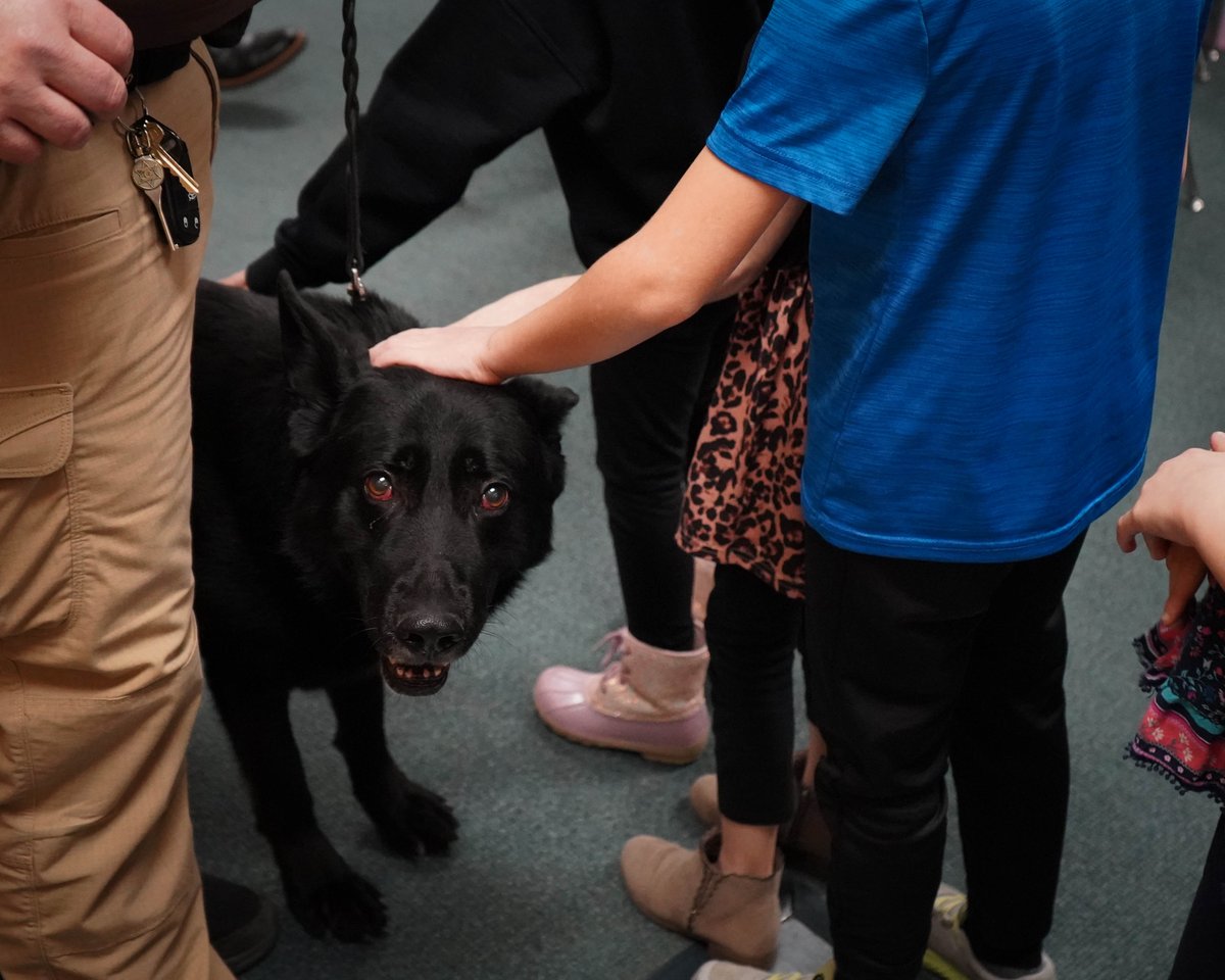 AllenCoSheriff's tweet image. Today, we celebrate K9 Cato, our school resource superstar, crime-fighter, and lunchroom legend.
At 9 years old, or 63 in dog years, he’s still full of energy, attitude, and enough bark to rattle a parked squad car. Happy Birthday, K9 Cato 🥳
#ACPD #k9handler #k9training #k9dogs
