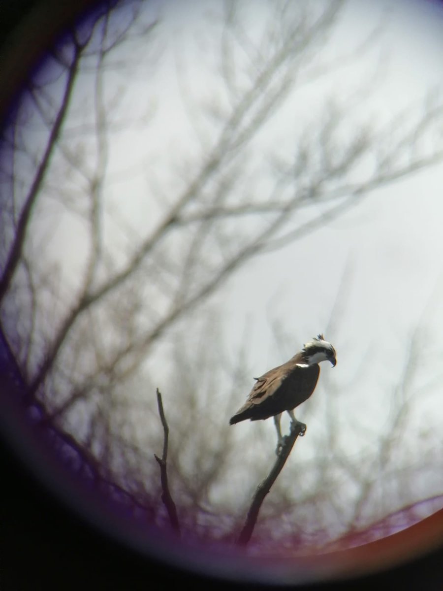 RaickXavier's tweet image. Amazing how many species we can see from a single spot—37 species in just three hours, without moving! @CornellBirds We&apos;re ready to head to Alaska!!! 🐦🐦‍⬛🦅🦆🕊️#accessiblebirding
