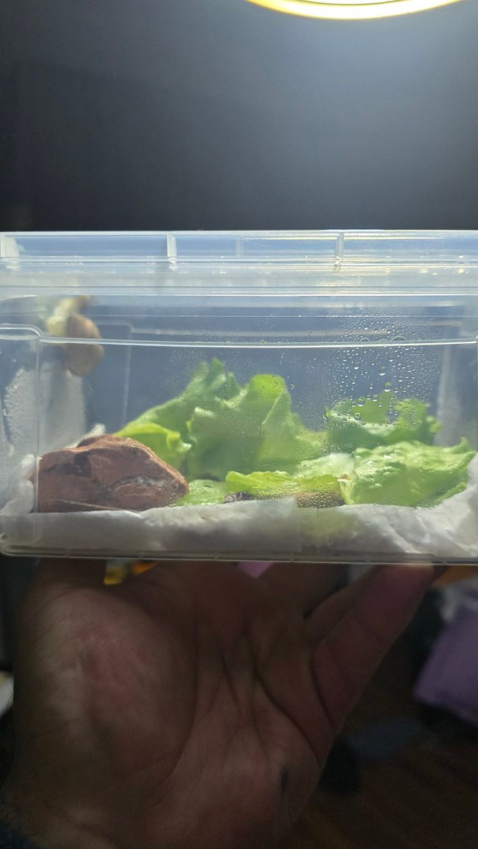 Oğlumun odasında çiğ köfte buldum diye seviniyordum, sümüklü böceğinin yuvasıymış