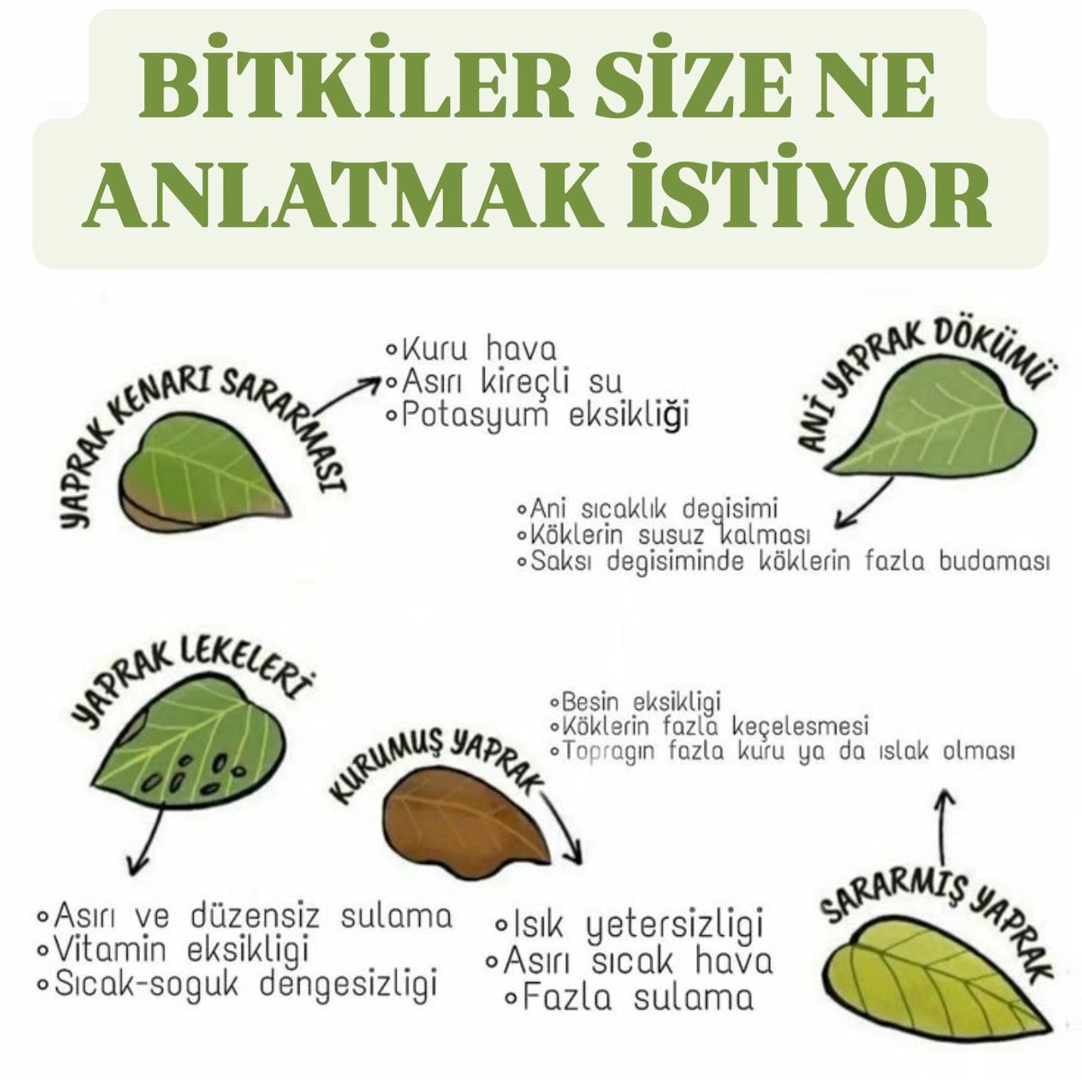 Bitkiler Size neAnlatmak İstiyor 🍀