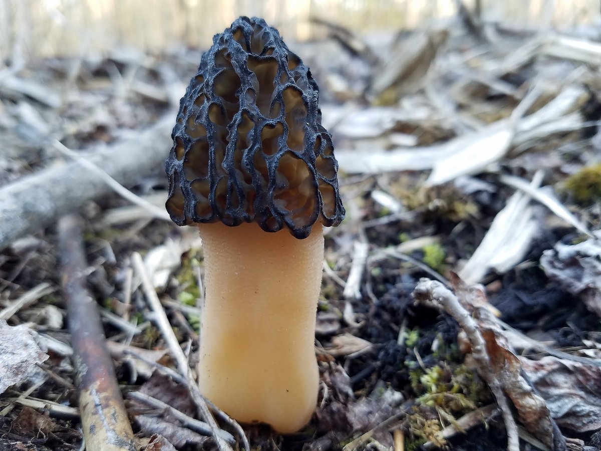 Think you know black morels?
Field guides call Morchella septentrionalis a tree associate. After more than a decade in Minnesota’s woods, I’m seeing something different.
New blog post:
Rethinking Black Morels — Morchella septentrionalis and Decay

gentlemanforager.com/post/morchella…