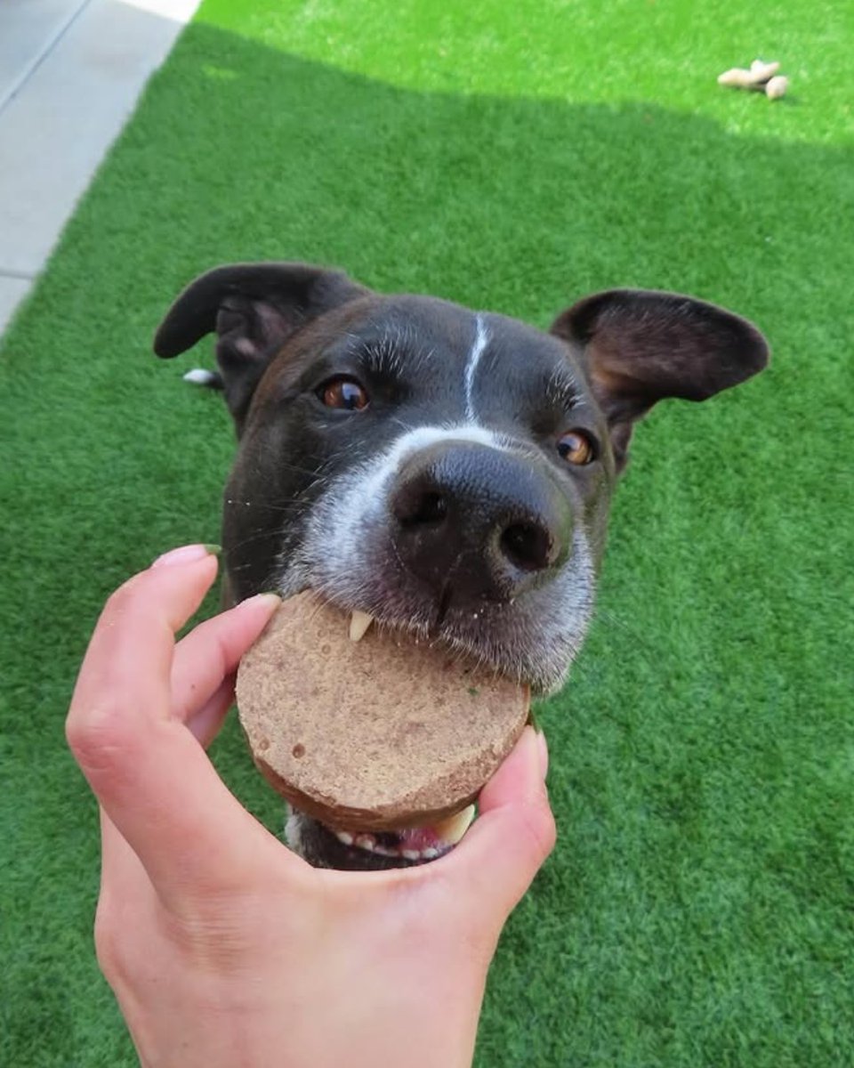 Redbarn Pet Products tweet media