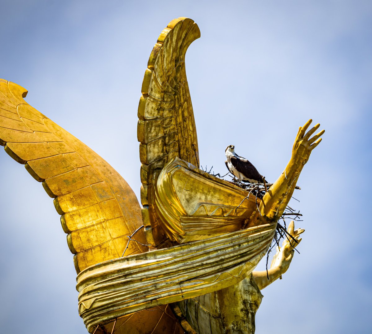 The Osprey are back on their nest atop the Bronx Victory Memorial 😁
#nycwildlife #wildnewyork #wildlifephotography #NaturePhotography #birdsofprey #osprey