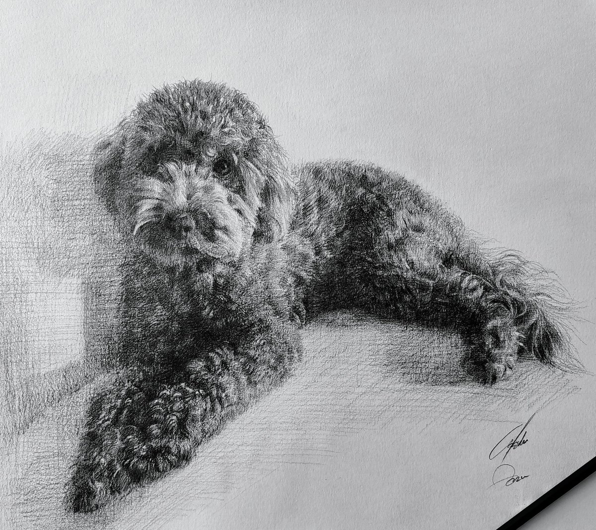 Bu köpeğe iyi bakın, bu köpek öyle alelade bir köpek değil 🥸