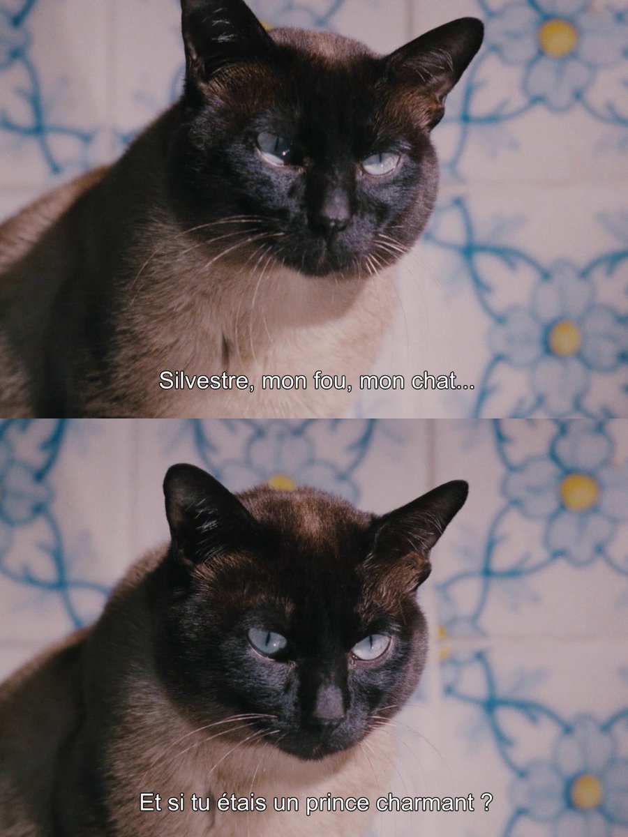 La Ronronthèque tweet media