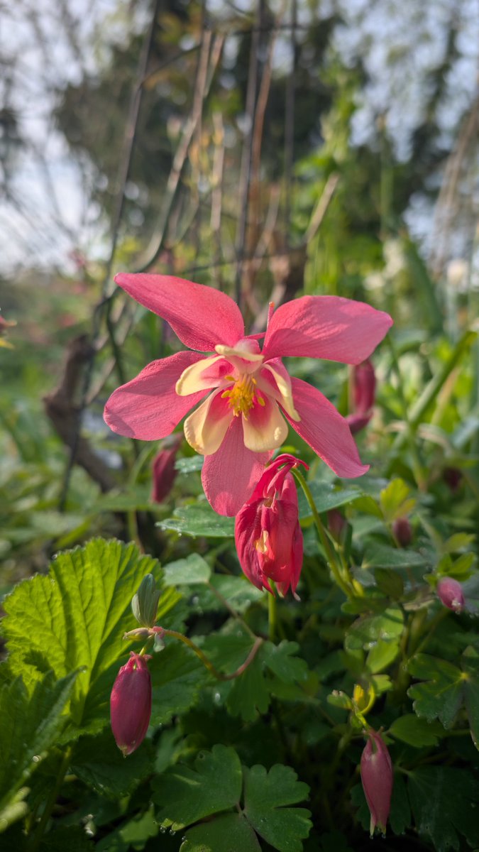 Gardenwilde_'s tweet photo. An amazingly sunny and warm May day today in Northern Ireland and time to go and enjoy all the aquilegias turning their head up finally. #FlowersOnX #flowerhunter #gardeningX https://t.co/6aA4xGcOjU