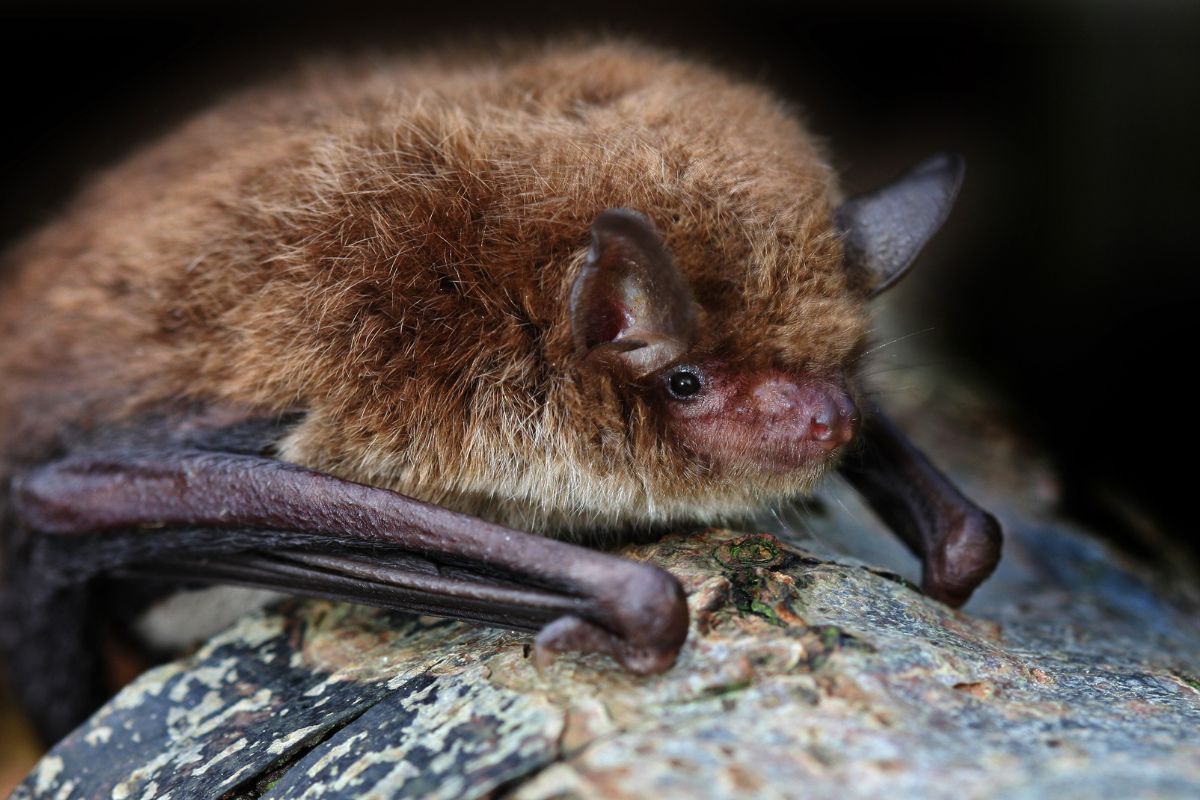 Bat Walk
Join us for a fascinating 90-minute walk &amp; talk with a leading bat expert🦇 2 &amp; 3 May, 8pm
👉 ow.ly/lr3v50VJT46

Taith Ystlumod
Ymunwch â ni am dro difyr 90 munud o hyd a sgwrs yng nghwmni arbenigydd blaenllaw ar ystlumod🦇 2 a 3 Mai, 8pm
👉 ow.ly/IZZn50VJT5H