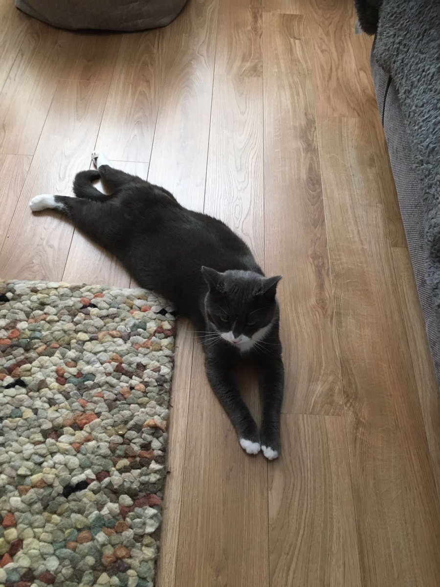 #FindAlfie #Churchdown #TwitterStorm 
Dear pals my mum and dad would like to thank you from bottom of their hearts for all your love and kindness to find me ❤️ your support is helping them so much  to find me 🏠❤️ the power of the paw ❤️ thank you all love Alison - Alfie’s mum