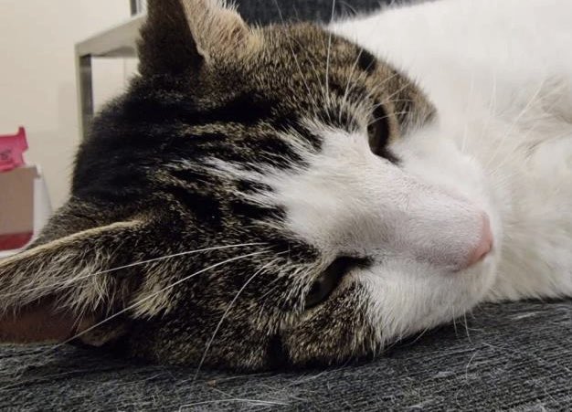 Affectionate Tyson’s relaxed, ❤️ attention &amp; chin tickles &amp; enjoys playing &amp; climbing. He'd need a 🏠 with a garden away from busy roads with older children/adults as he’s scared of loud noises. For + info tinyurl.com/5xe9xdks #AdoptDontShop #CatsOfTwitter #CatsOfX #rehomehour