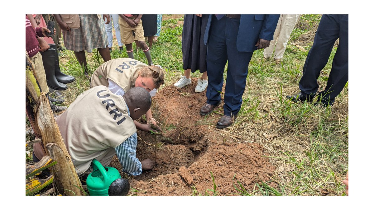 Kabarole Research and Resource Centre (KRC-Uganda) (@krcuganda) on Twitter photo The Ugandans Refugee Resilience Initiative-URRI <a href="/URRI_Danida/">Uganda Refugee Resilience Initiative (URRI)</a> will support 8,000 smallholder farmers in <a href="/kyegegwadlg/">Kyegegwa District Local Government</a> & 250,000 PEOPLE across Uganda. Proud to be part of this transformative initiative funded by <a href="/DKinUganda/">Denmark in Uganda</a> & led by <a href="/savechildrenug/">Save the Children Uganda</a>. <a href="/UNHCRuganda/">UNHCR Uganda</a>
#URRILaunch The Ugandans Refugee Resilience Initiative-URRI <a href="/URRI_Danida/">Uganda Refugee Resilience Initiative (URRI)</a> will support 8,000 smallholder farmers in <a href="/kyegegwadlg/">Kyegegwa District Local Government</a> & 250,000 PEOPLE across Uganda. Proud to be part of this transformative initiative funded by <a href="/DKinUganda/">Denmark in Uganda</a> & led by <a href="/savechildrenug/">Save the Children Uganda</a>. <a href="/UNHCRuganda/">UNHCR Uganda</a>
#URRILaunch