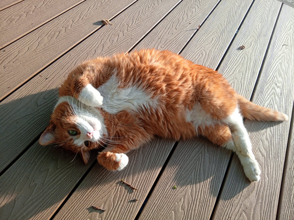 Hey, Alfie, pal! Come on home! I've got nip to share! #FindAlfie #Churchdown #MissingPets