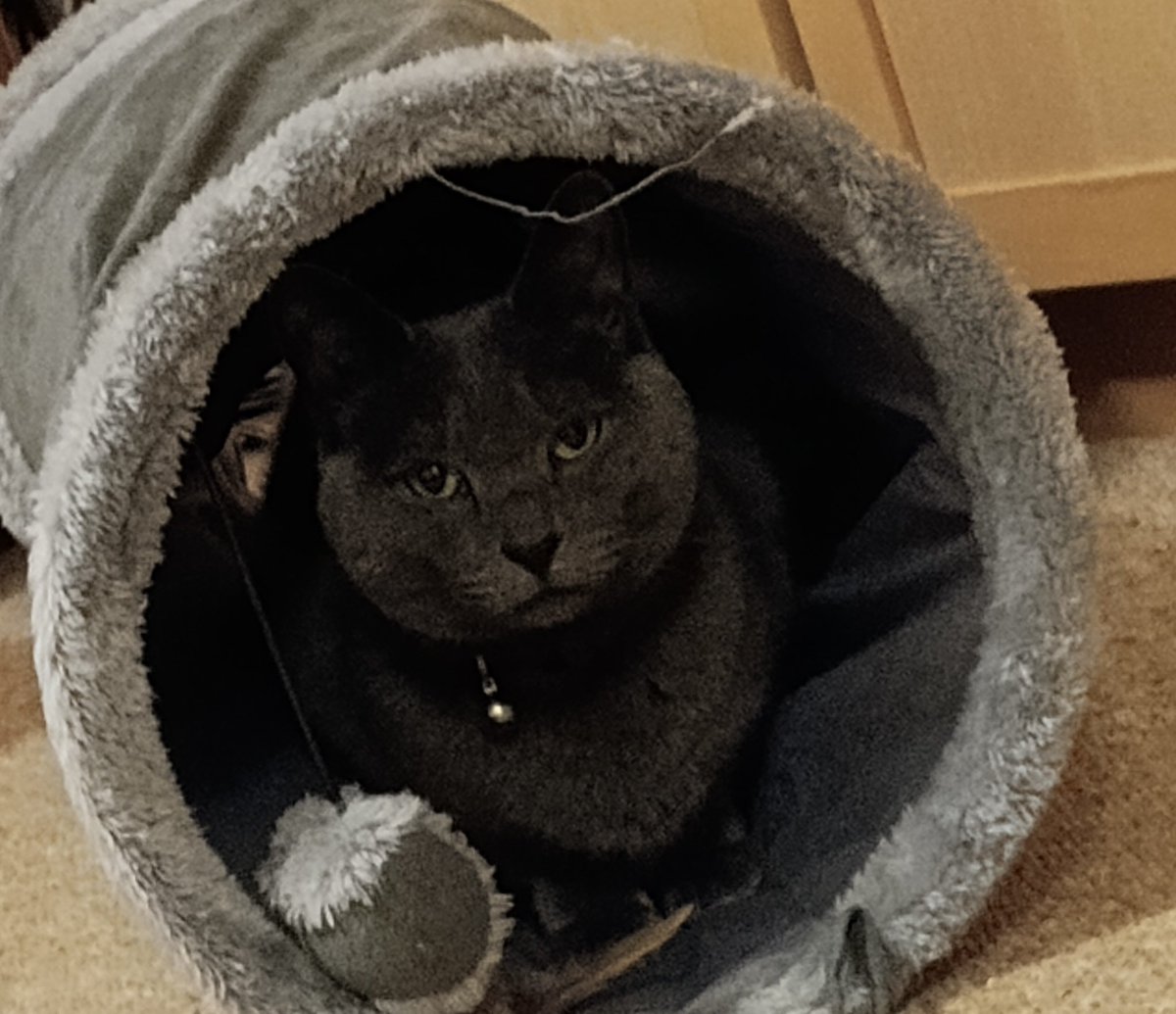 Gentle Coco’s easy going. She enjoys company, playing &amp; her own quiet times, so would be best suited to a peaceful household. She likes to sit with humans: not yet on a lap but the bed will do! For + info tinyurl.com/2fxp5kts #AdoptDontShop #CatsOfTwitter #CatsOfX #rehomehour