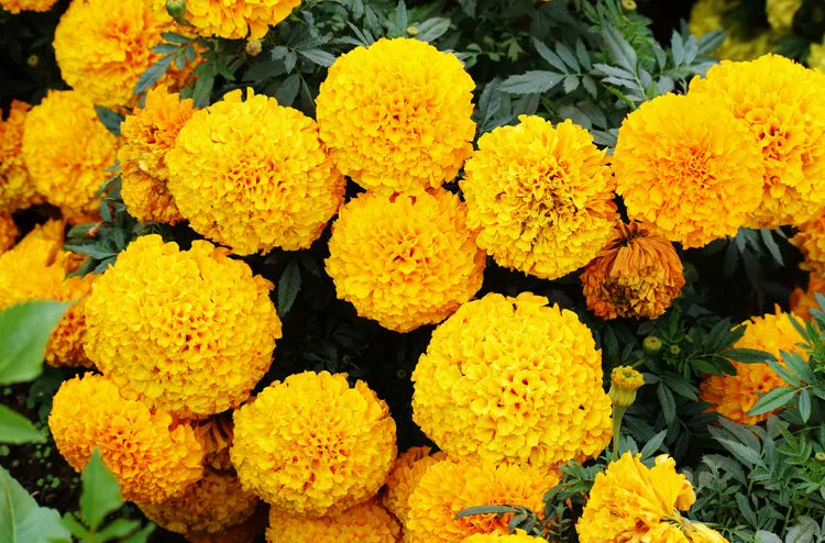 CleanLineSpaces's tweet image. Want a garden that pops with color and sends pests packing? 🌼🌿
Marigolds are the ultimate companion plant—repelling bugs, attracting pollinators, and boosting crops from tomatoes to strawberries. Plant them once, thank them all season. #GardeningTips #PestFreeGarden