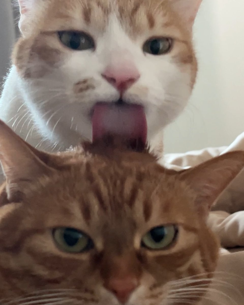 TheCatsX's tweet image. Licking the last brain cell