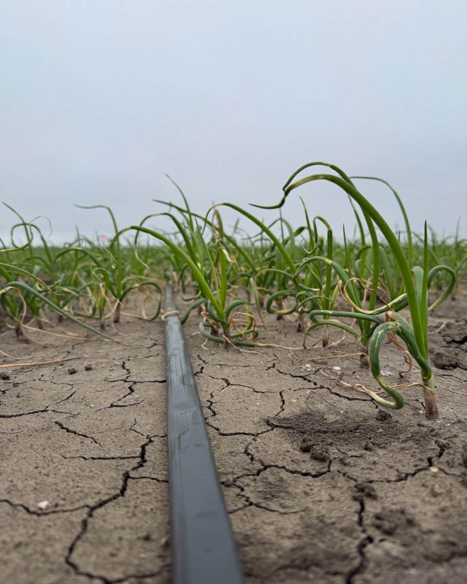 taproduce's tweet photo. This week, we added drip tape to our Artisan Sweet Red Onion field in Spreckels, CA!
And the best part? We've recycled 424,047 lbs. of drip tape in 2024. That means fewer plastics in landfills and more second chances for our irrigation tools.
#taproduce #earthmonth #farming https://t.co/PXYF4Sqggz