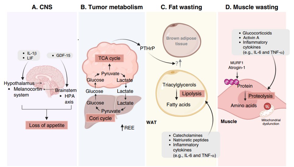jsoriamd's tweet image. Cancer-associated Cachexia is a lethal metabolic syndrome marked by systemic inflammation, CNS appetite dysregulation, & muscle/fat loss—better characterized with imaging. Prevalent in cancers like pancreatic/lung, it's linked to IL-6, GDF-15, & tumor-driven energy drain. Trials…