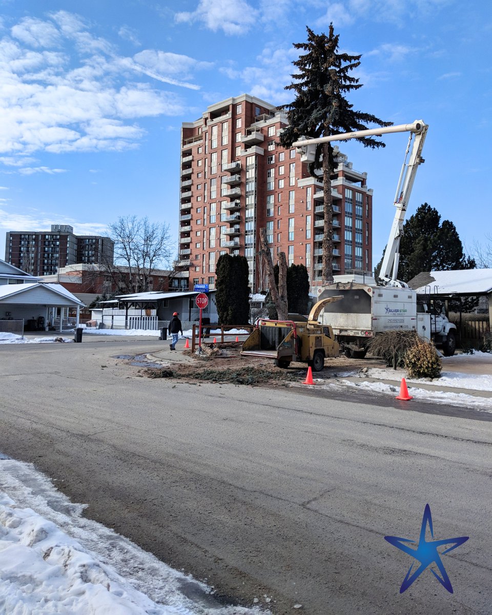 silverstartree's tweet image. 🏙️ Tree removal in action — even the tallest giants come down safely in expert hands.
Urban or residential, we bring precision, safety, and care to every project.

Learn more: silverstartree.com

#TreeRemoval #UrbanForestry #SilverStarTreeService #TreeCarePros #SafetyFirst
