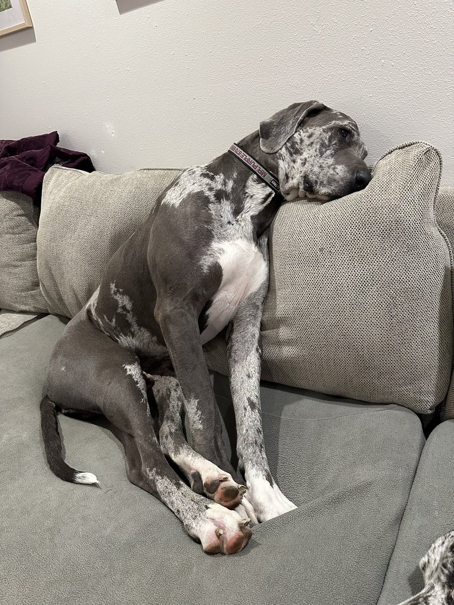 SewellSewell14's tweet photo. Mr Purple has a lot on his mind🤣 https://t.co/yP10GRi5Hf
