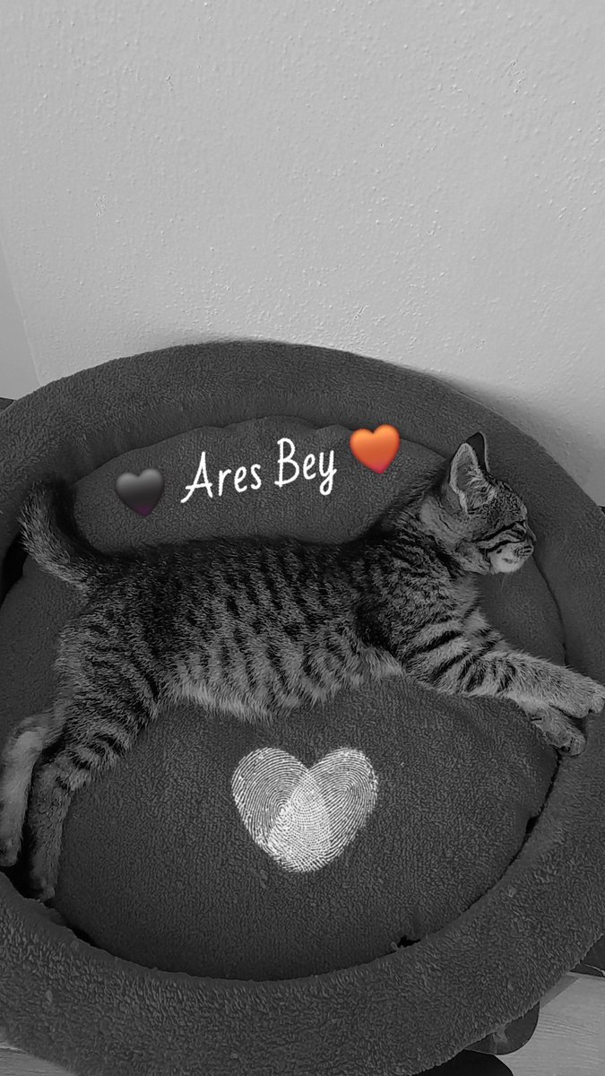 Merweakay1's tweet photo. @lanbisalya Benim de prensim bu bey 🤎🖤 🥰 https://t.co/ThJ2eWoOJn