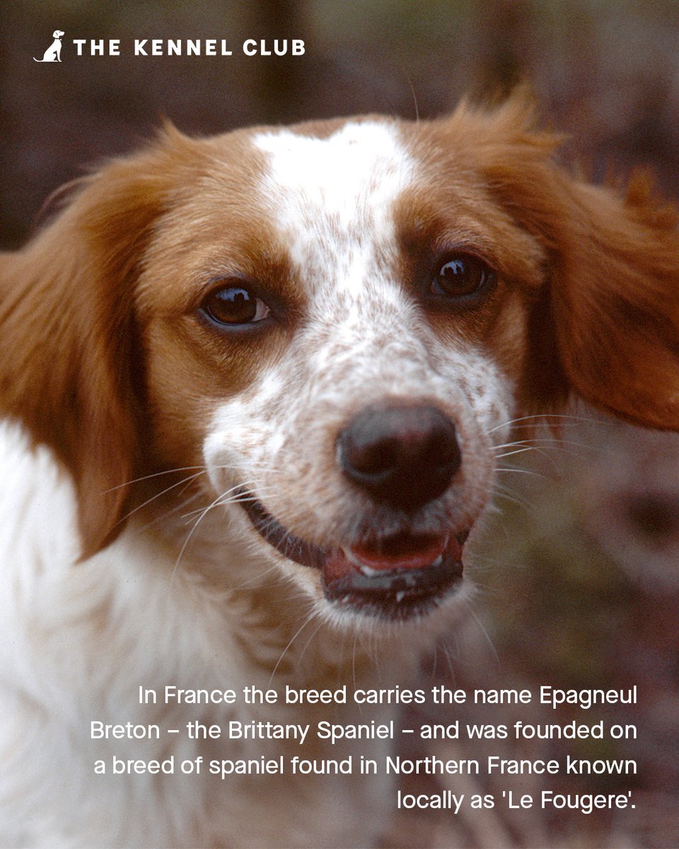 TheKennelClubUK's tweet photo. This month's breed spotlight is on the beautiful #Brittany – an energetic all-rounder! 🐾
Read more about the Brittany in our April edition of the Kennel Gazette 👉 https://t.co/RONIiE6cjz https://t.co/uPHUkRnD0x