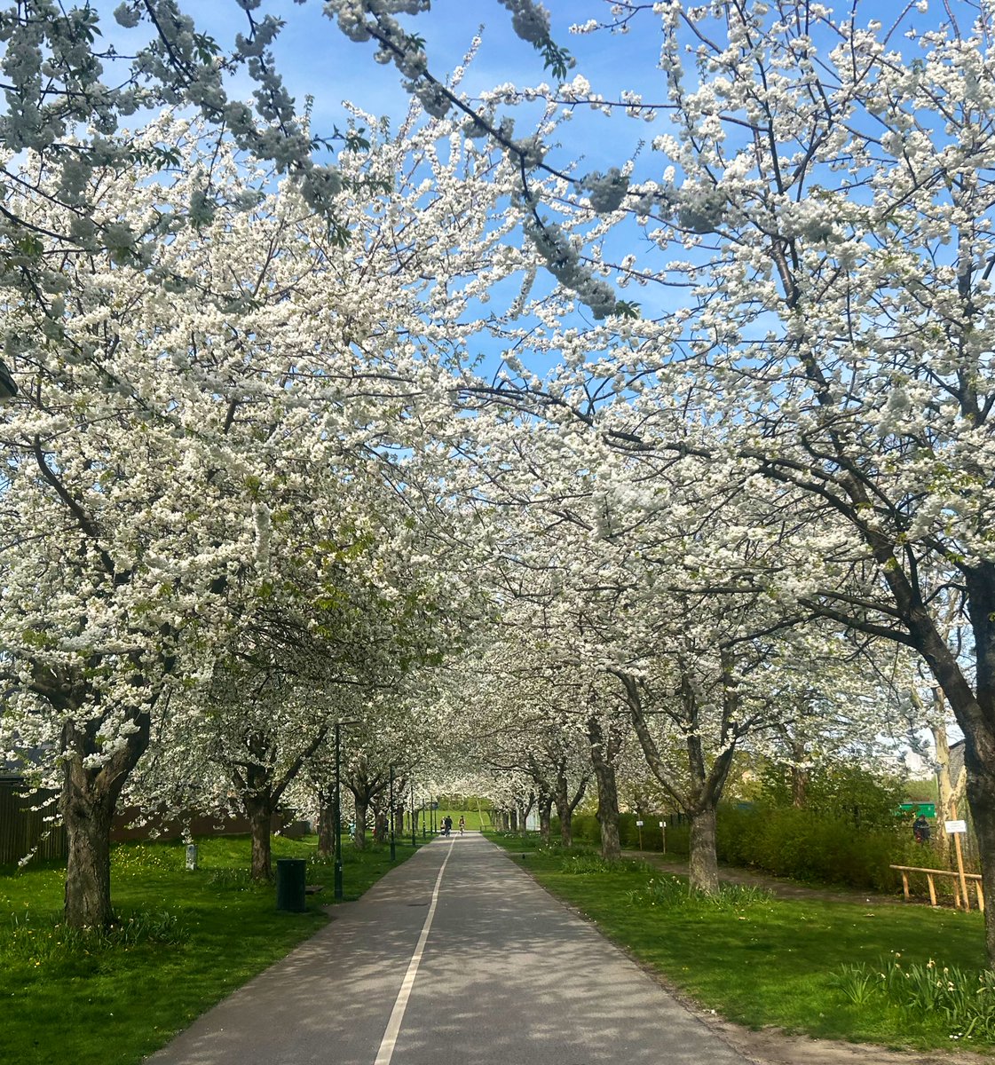 Just my yearly blossom tweet from the cherry tree cycle lane I take every day.

Bicycling on Malmö, Sweden. Car free commuting.