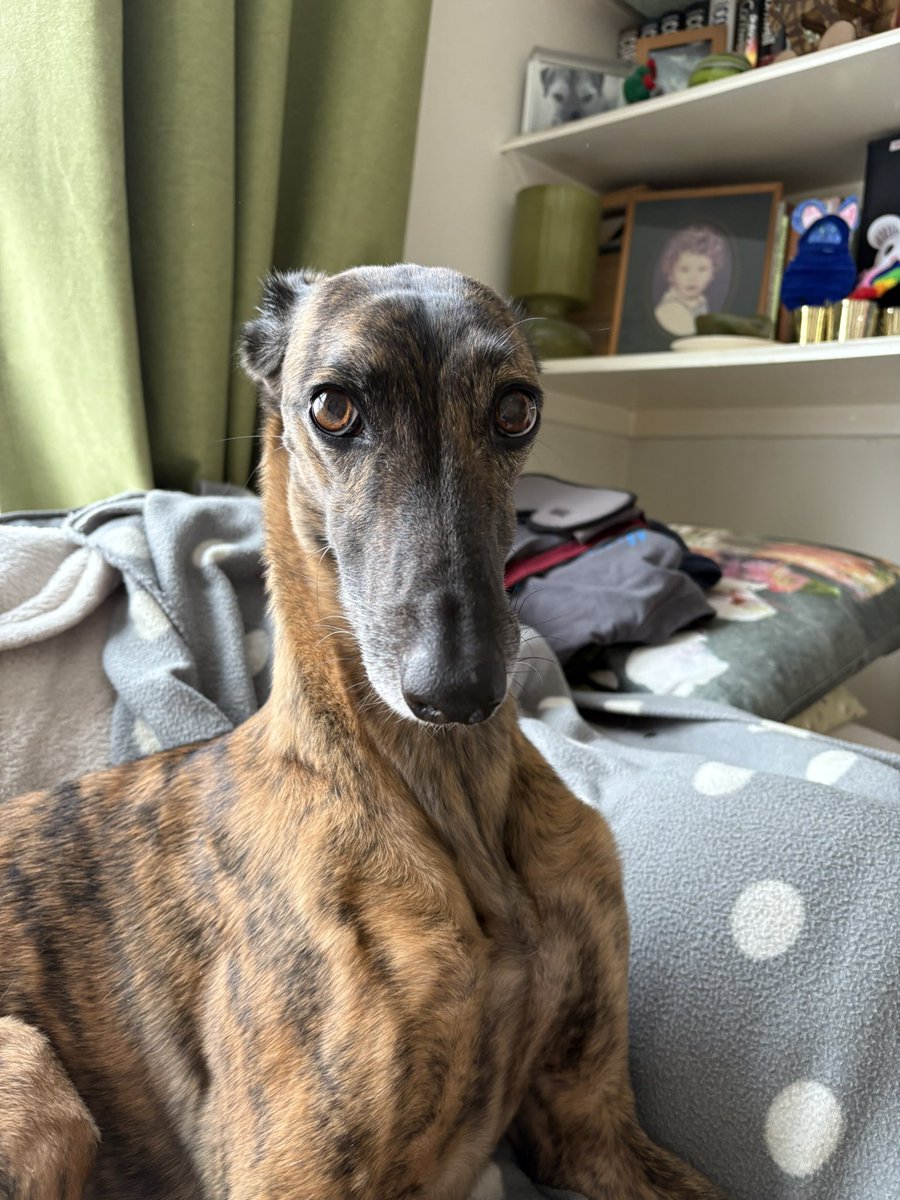 Hey fellow dog lover, my names bumblebee and I luff <a href="/ButternutBox/">Butternut Box</a> food so much I wanna share my code! It's 70% off your 1st box (and 35% off your 2nd). It’s freshly prepared and delivered to your door. #butternutbox #butternutboxcode #dogfoodcode butternutbox.com/Zoe543?share_s… 🐶💛