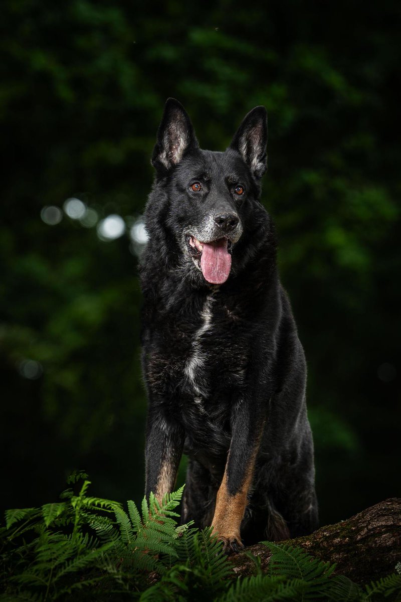 FSD Boris, SSD Loki & RPD Khan tweet media