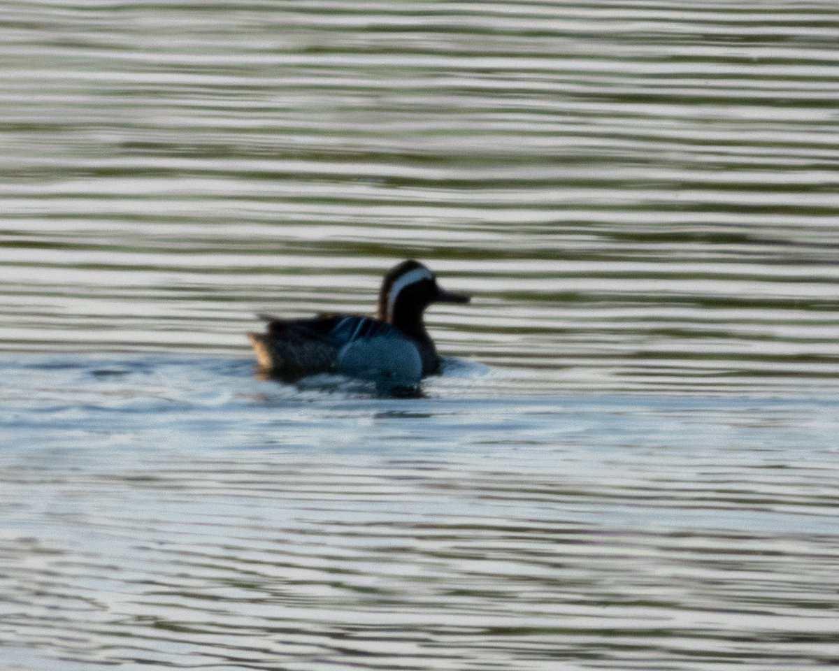 Clifton this evening - Drake Garganey, 2 Greenshank before flying east, Whimbrel, 4 Common Sand, 3 LRP. #Worcsbirds