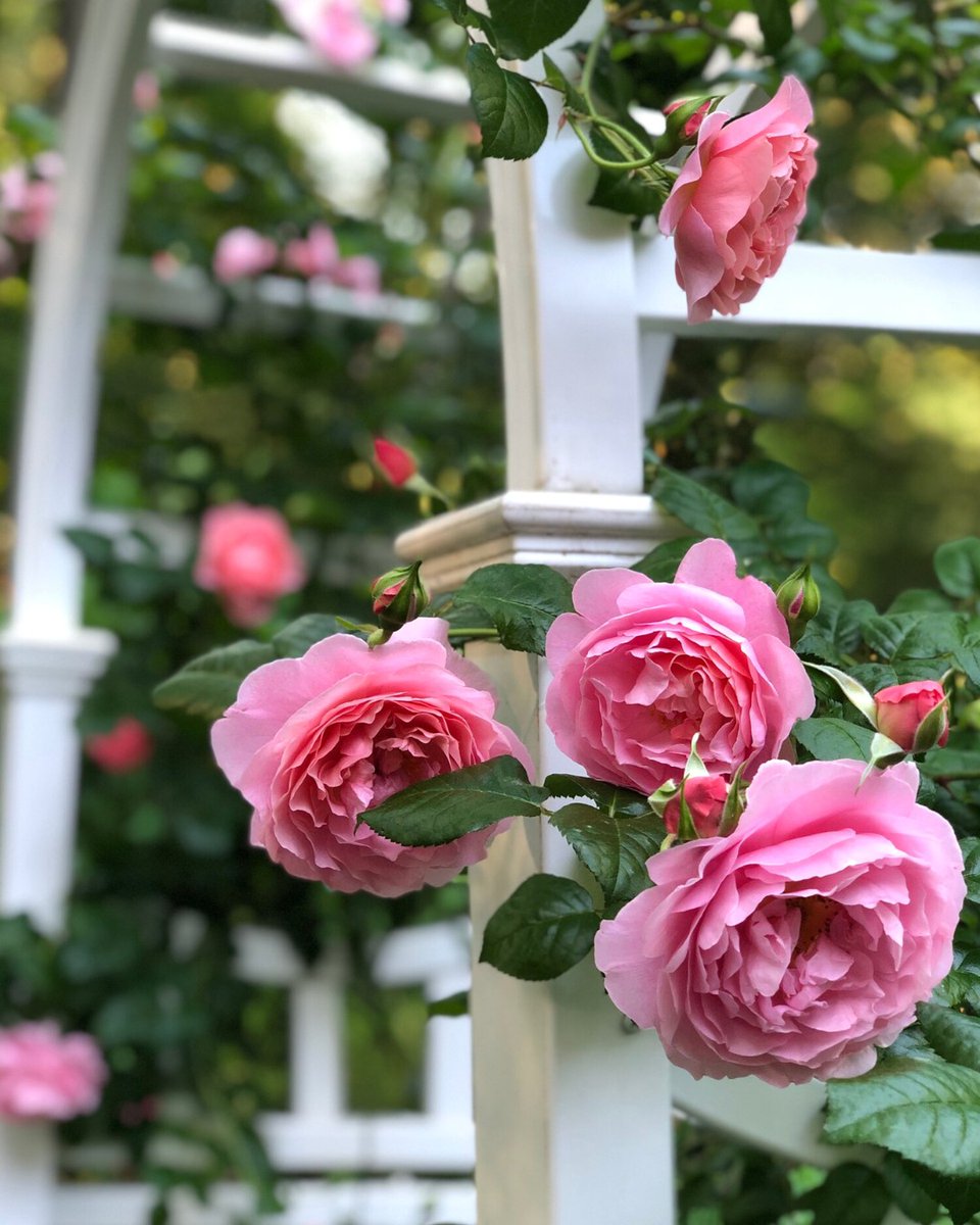 David Austin Roses (@daustinroses) on Twitter photo A climbing rose of exceptional beauty, Strawberry Hill (Ausrimini) bears mid-pink, cupped rosettes, each with a strong, delicious fragrance of myrrh and heather honey. Glossy foliage contrasts beautifully, and arching branches lend grace to walls, arches, and trellises. A climbing rose of exceptional beauty, Strawberry Hill (Ausrimini) bears mid-pink, cupped rosettes, each with a strong, delicious fragrance of myrrh and heather honey. Glossy foliage contrasts beautifully, and arching branches lend grace to walls, arches, and trellises.