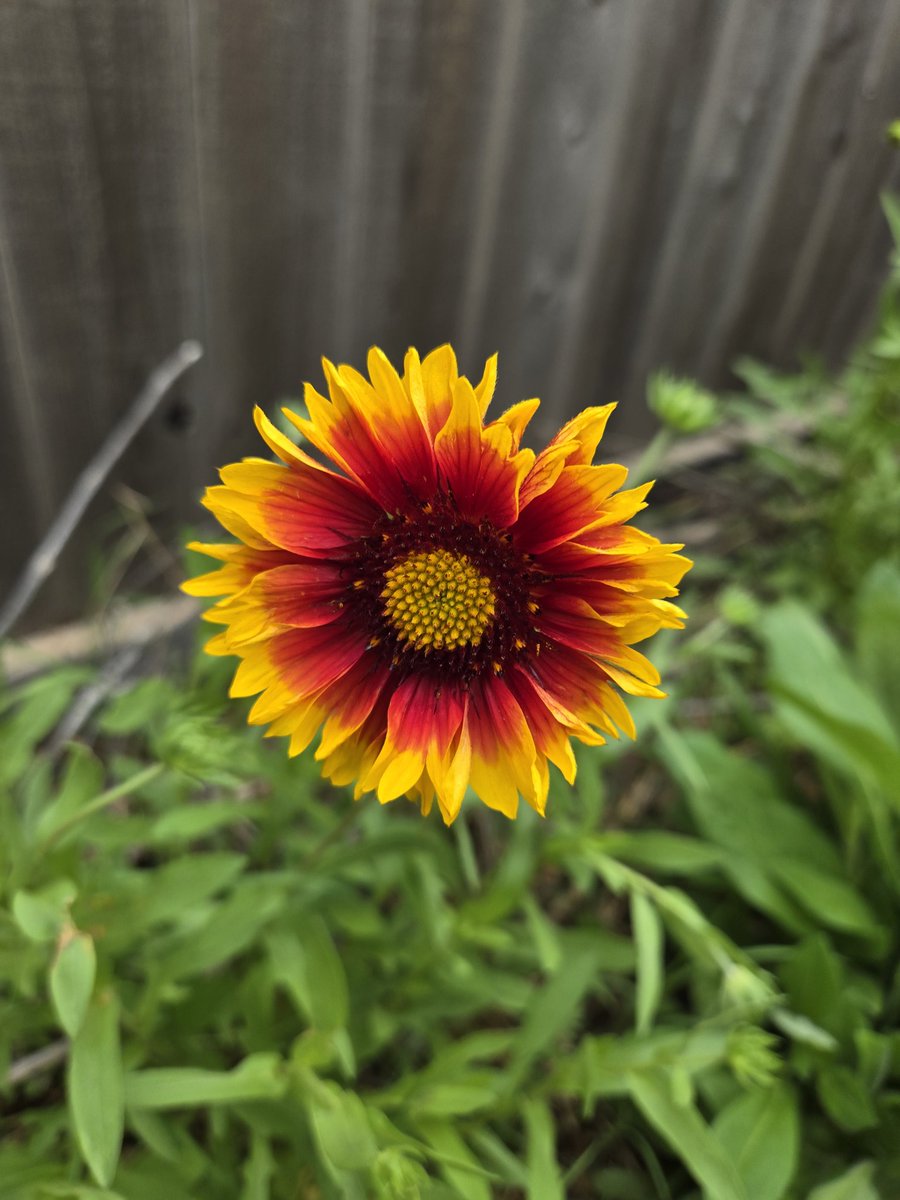 NillaLace's tweet image. I was this old when I learned that a daisy plant may change its bloom color. My white with yellow center daisy plants are blooming, and so far, this is what I have, still waiting on 2 more plants to bloom.