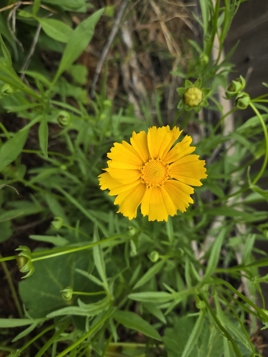 NillaLace's tweet image. I was this old when I learned that a daisy plant may change its bloom color. My white with yellow center daisy plants are blooming, and so far, this is what I have, still waiting on 2 more plants to bloom.