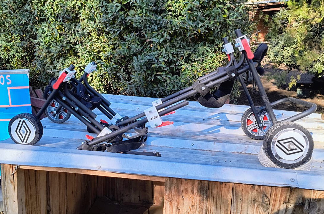 🛞 Porque hasta los pichichos quieren andar sobre un <a href="/RenaultArg/">Renault Argentina</a> 
🐾 Este Día del Animal donamos dos carritos ortopédicos a un refugio de #Trelew. Nos llena el corazón ayudar a que más perritos puedan volver a moverse y disfrutar la vida como se merecen.
#Diadelanimal