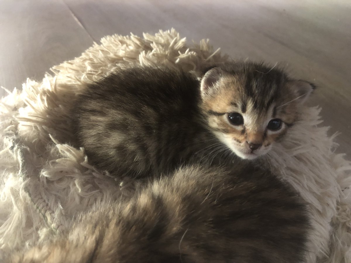 MuseauxG's tweet photo. Les chatons cuvée 2025 sont arrivés 
L’association va avoir besoin de lait maternisé, de croquettes et pâtées pour chatons… https://t.co/y3yJ0Tv6eY