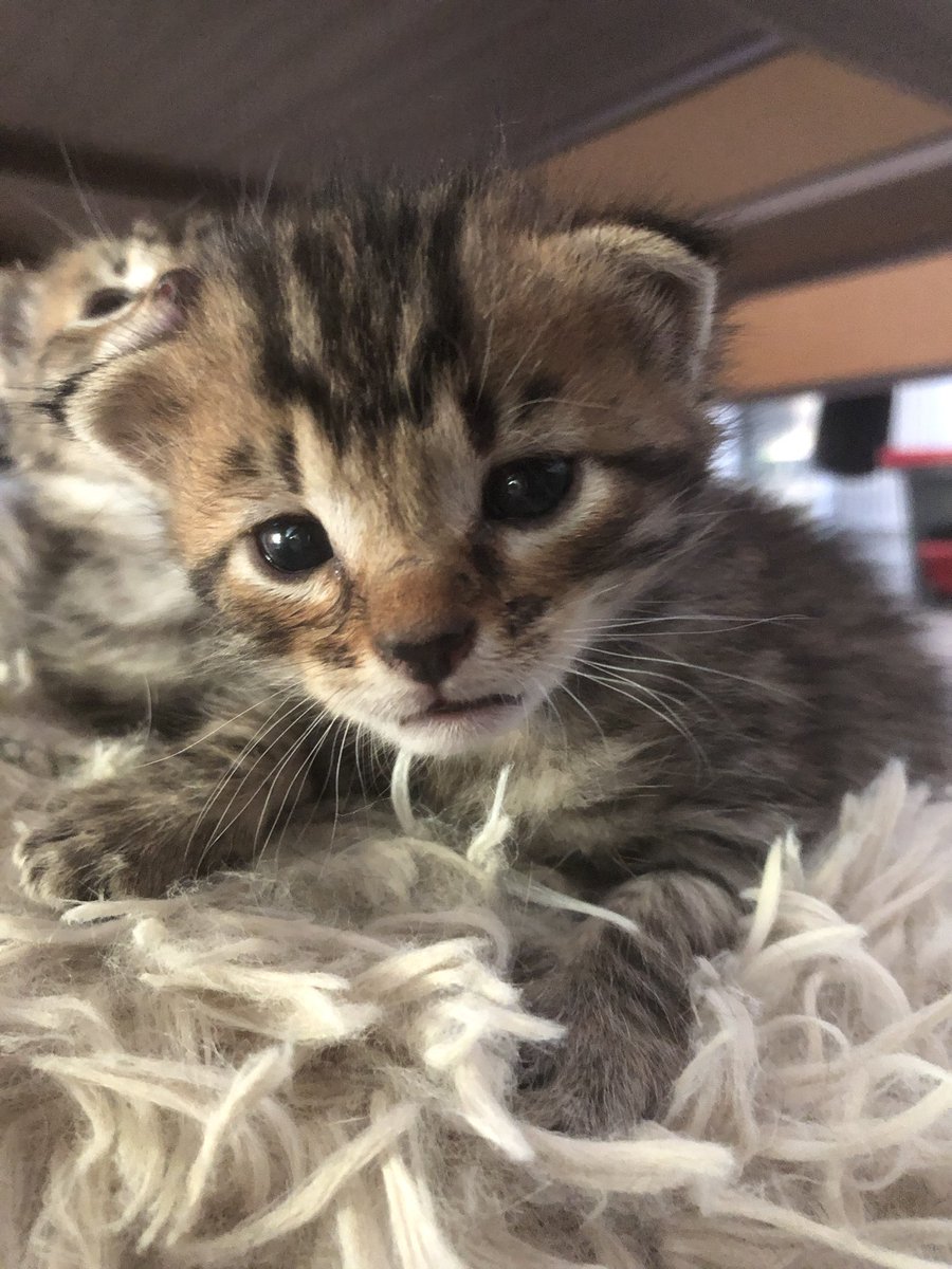 MuseauxG's tweet photo. Les chatons cuvée 2025 sont arrivés 
L’association va avoir besoin de lait maternisé, de croquettes et pâtées pour chatons… https://t.co/y3yJ0Tv6eY