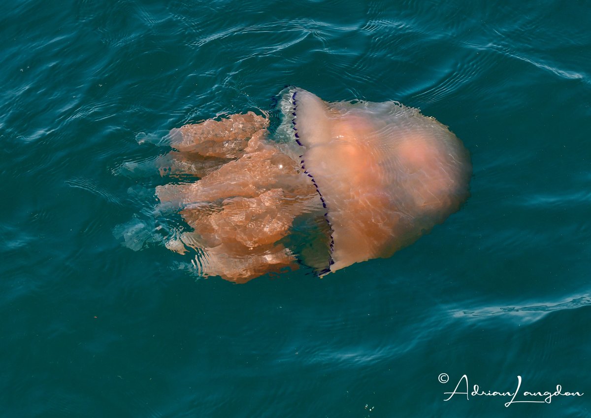 Adrian Langdon (@maxshearwater) on Twitter photo Stunning Barrel Jellyfish off St.Ives in Cornwall today on seal survey for <a href="/csgrt/">carolina sanchez</a> aboard <a href="/newquayseasafar/">newquay sea safaris</a> Atlantic Diver #wildcornwall <a href="/camelbirder/">Derek Julian</a> <a href="/BobBosisto/">Bob Bosisto</a> <a href="/JasminaGoodair/">Jasmina Goodair</a> <a href="/Kernowringer/">Peter Roseveare</a> Stunning Barrel Jellyfish off St.Ives in Cornwall today on seal survey for <a href="/csgrt/">carolina sanchez</a> aboard <a href="/newquayseasafar/">newquay sea safaris</a> Atlantic Diver #wildcornwall <a href="/camelbirder/">Derek Julian</a> <a href="/BobBosisto/">Bob Bosisto</a> <a href="/JasminaGoodair/">Jasmina Goodair</a> <a href="/Kernowringer/">Peter Roseveare</a>