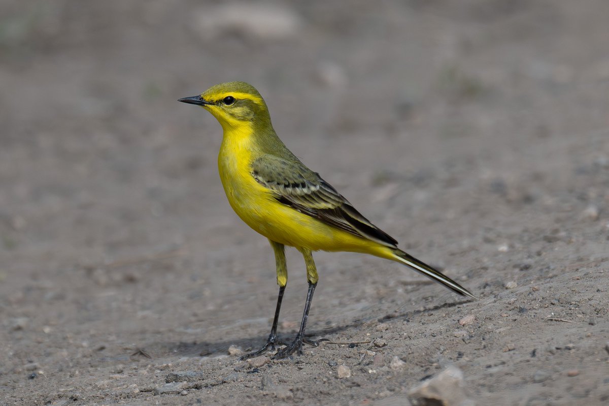 andy_hall8's tweet photo. Yellow wagtail in Durham today.

@teesbirds1
@teeswildlife
@DurhamBirdClub
@Natures_Voice
@WildlifeMag
@BBCSpringwatch
@NTBirdClub https://t.co/ucjZGZhGxD