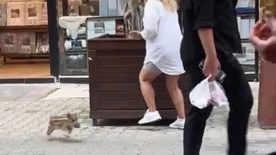 Muğla’nın Fethiye ilçesinde bir yaban domuzu çarşıya indi.