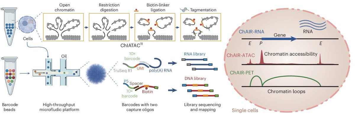 Out today from the Ruan lab! ChAIR, a droplet-based tri-omic tool, enables the simultaneous profiling of the transcriptome, chromatin accessibility and chromatin conformation in single cells. nature.com/articles/s4159…