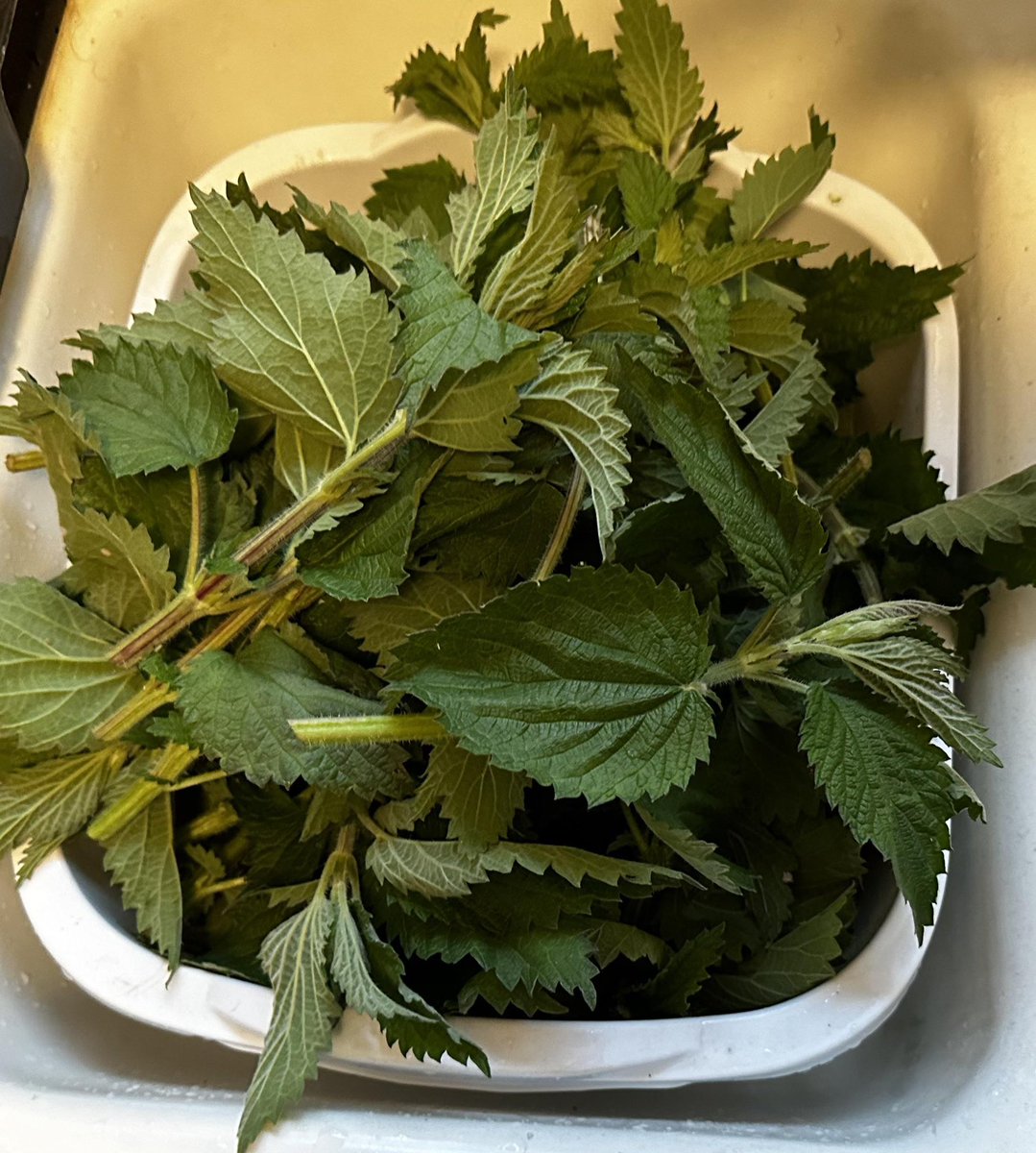 my allergies have been violating me lately. nyc spring isn’t cute. it’s warfare. my eyes? swollen. my sinuses? hijacked. i sneeze like i’m possessed. so i brought out the secret weapons.

1.DAO enzymes. diamine oxidase. the enzyme that breaks down histamine in your gut before it