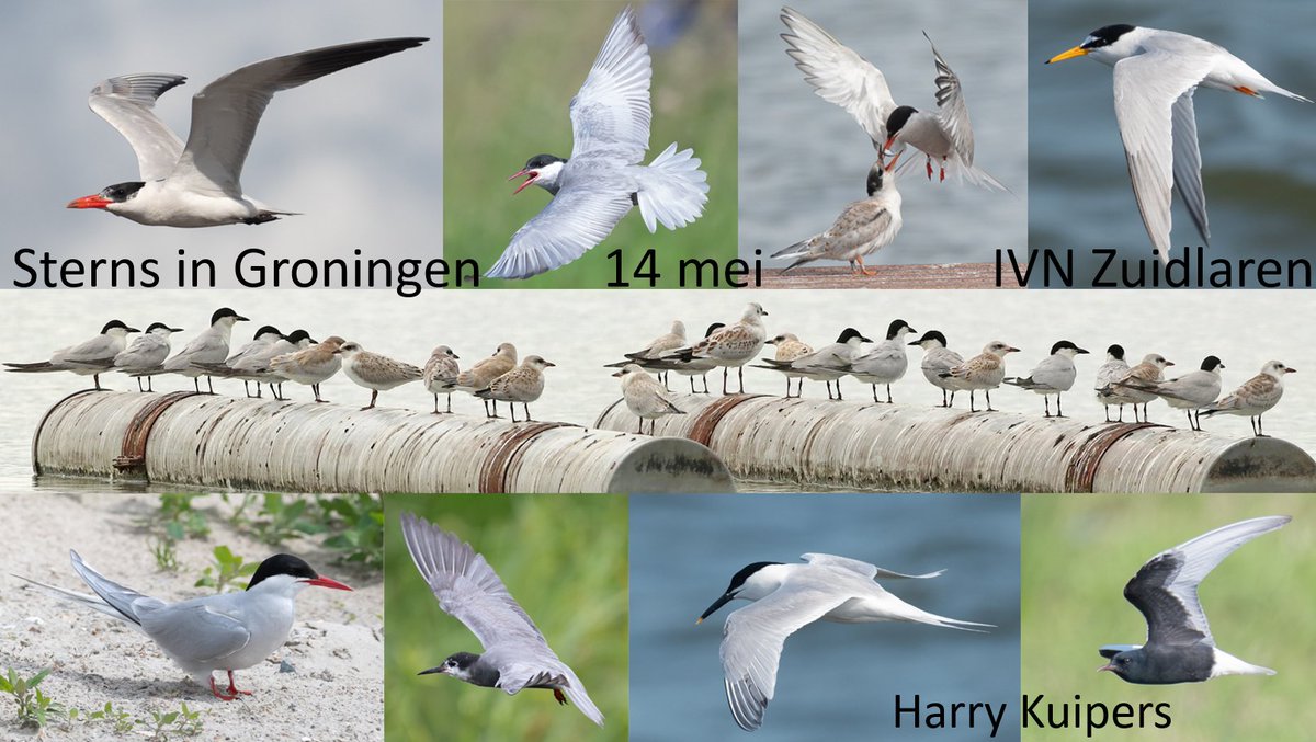 Harry Kuipers tweet media