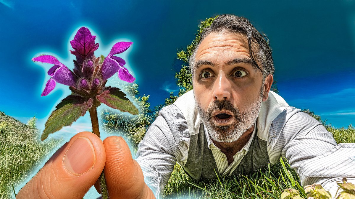 In my latest video, I explore Purple Deadnettle (Lamium purpureum)—a widely distributed plant across the U.S and Europe. It's often dismissed as a weed, but has a long history of traditional use.

I look at its key identifying features, habitat and chemical compounds. If you're