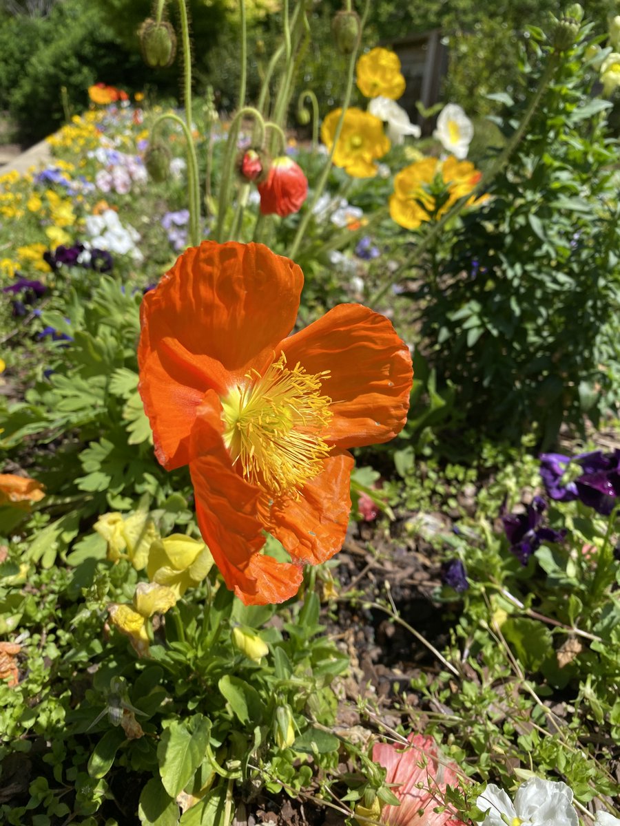 Looking for a way to memorialize or honor a beloved pet or person? 🙌 Hand in Paw’s Memorial Garden features tribute bricks that celebrate those who will never be forgotten, all while supporting Animal-Assisted Therapy programs.

Learn more here: handinpaw.org/donate/tribute… 💛 🐾